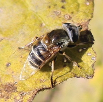 European Drone Fly *
Eristalis arbustorum