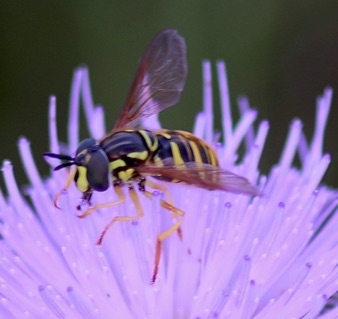 Meadow Fly *
Chrysotoxum genus