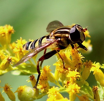 Narrow-headed Marsh Fly *
Helophilus fasciatur