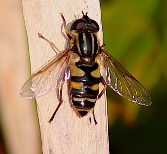 Narrow-headed Marsh Fly *
Helophilus fasciatura