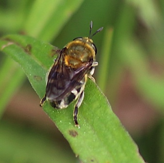 Greater Ant Fly *
Microdon manitobensis