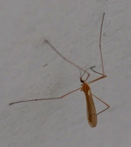 Crane Fly 454.jpg