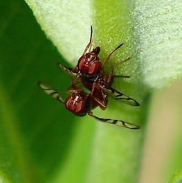 Signal Fly
Rivellioa spp.