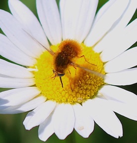 Bee Fly *
Sparnopolius confusus