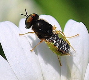 Soldier Fly (ISU)
Stratiomyuini Tribe