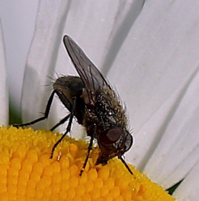 Parasitic Fly
Triarthria setipennis