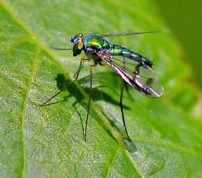 Longlegged Fly
Condylostylus spp.