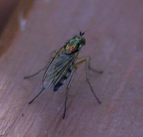 Longlegged Fly *
Dolichopus Genis (ISU)