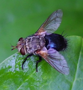 Tachina Fly
Ardchytas annals complex