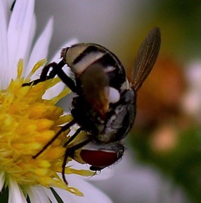 Parasitic Fly (male)
Gymnoclytia occidua