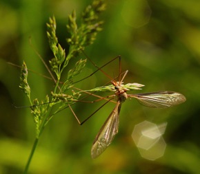 Green-eyed Crane Fly.jpg