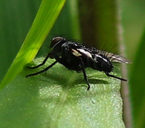 Flesh Fly
Sarcophagidae Family