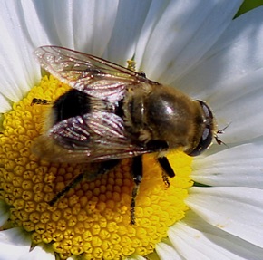 Narcissus Blub Fly *
Merodon equestris (a)