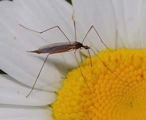 Winter Crane Fly *