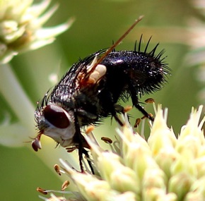 Parasitic Fly
Archytas spicifer