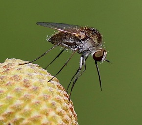 Golden Bee Fly *
Sparnopolius confusus