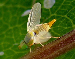 Fruit Fly *(ISU)
Neaspilota spp.