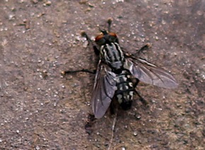 Flesh Fly.jpg