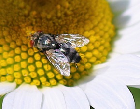 Flesh Fly.jpg