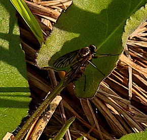 Golden-backed Snipe Fly
Chrysopilus thoracicus