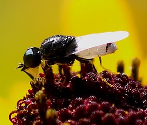 Male Soldier Fly *
Nemoteous kansensis