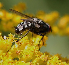 Flesh Fly
Sarcophagidae spp.