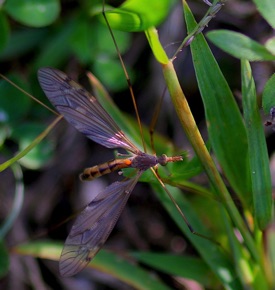 Tiger Crane Fly
Nephrotoma spp.